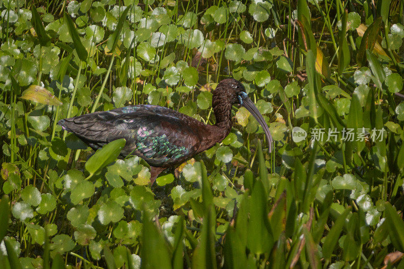 朱鹮(Plegadis falcinellus)，朱鹮Falcinelle